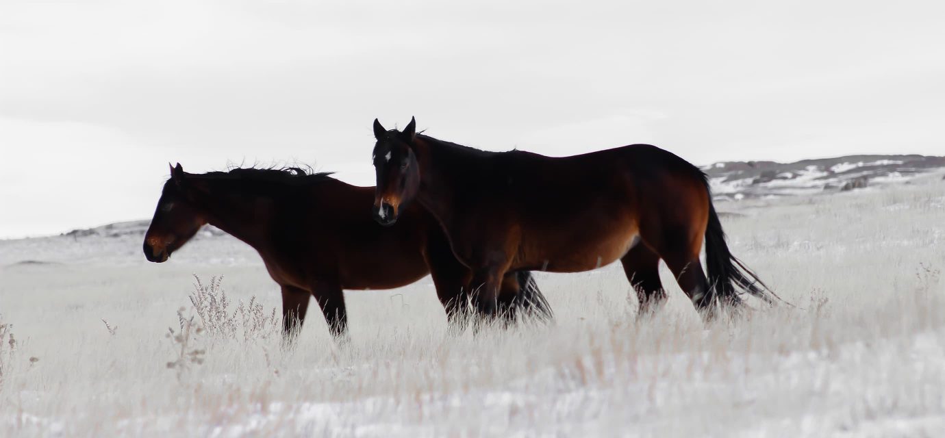 Two brown horses in the snow