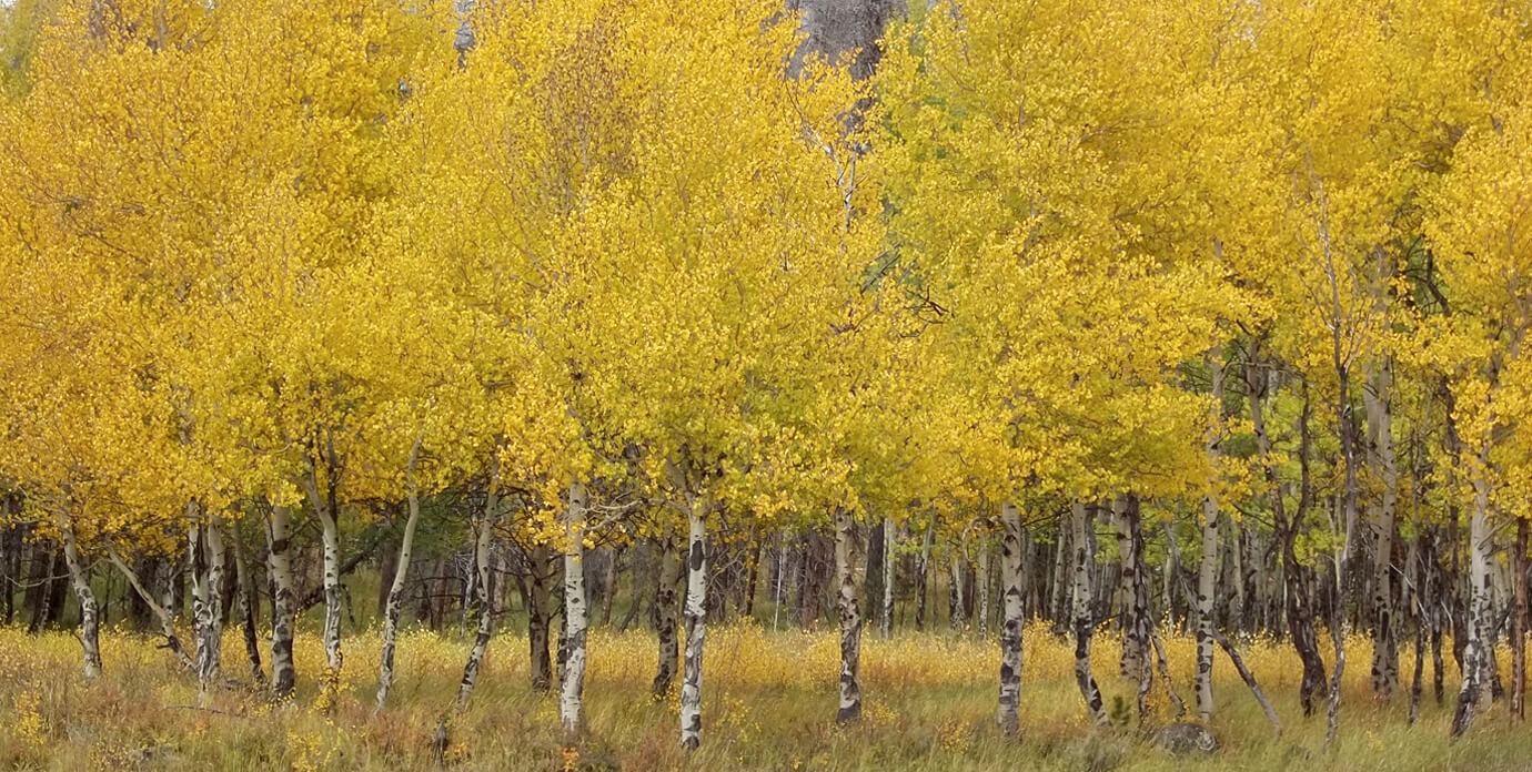 yellow aspen trees