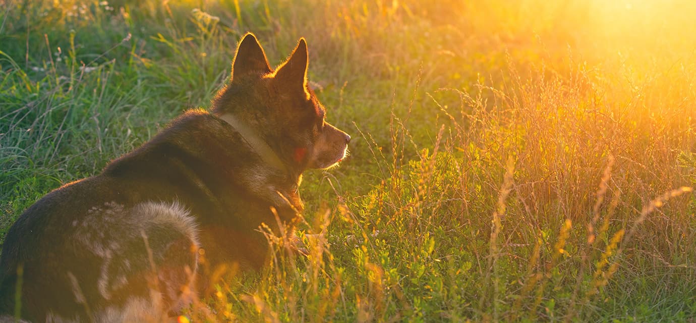 dog sitting in grass at sunset